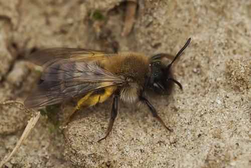 Réf. 270 372 : Andrena nycthemera